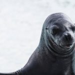 Animales marinos en peligro de extinción