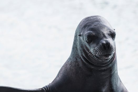 Animales marinos en peligro de extinción