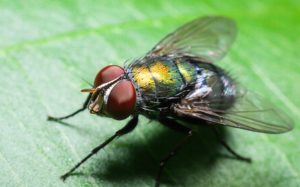 Moscas-en-la-naturaleza