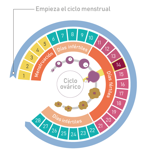 ¿Qué es el ciclo menstrual? Agencia Peru