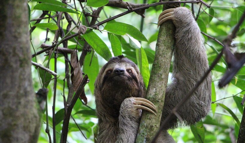 Animales en Costa Rica. Imagen de Michael Mosimann en Pixabay