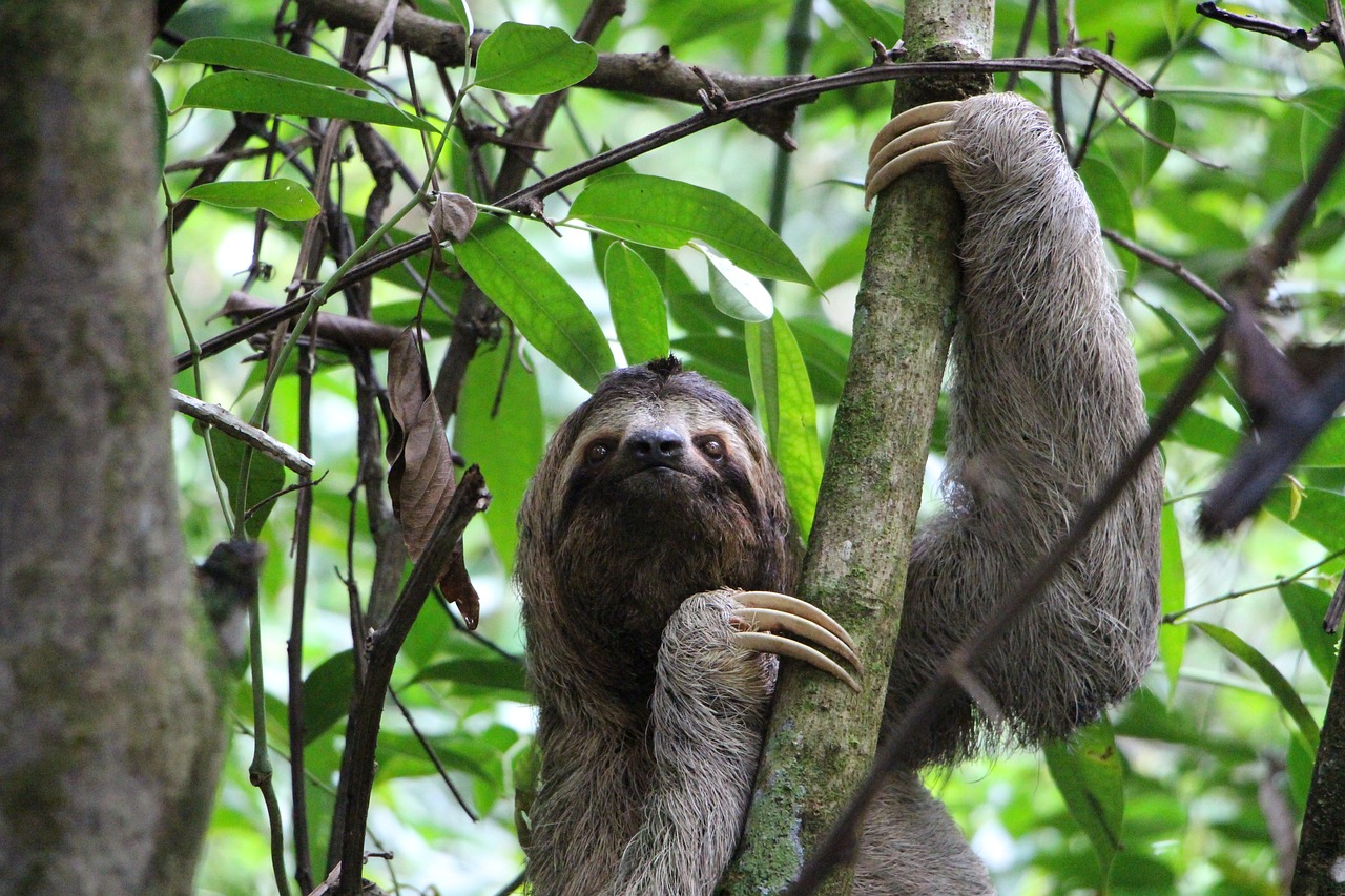 Animales en Costa Rica. Imagen de Michael Mosimann en Pixabay